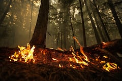 Llamas de un incendio forestal arden el domingo 20 de agosto de 2023 en la Columbia Británica, Canadá. (Darryl Dyck/The Canadian Press vía AP)