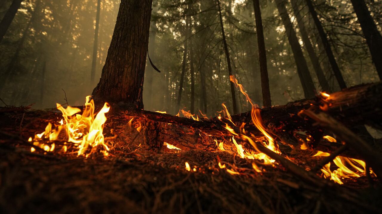 Llamas de un incendio forestal arden el domingo 20 de agosto de 2023 en la Columbia Británica, Canadá. (Darryl Dyck/The Canadian Press vía AP)