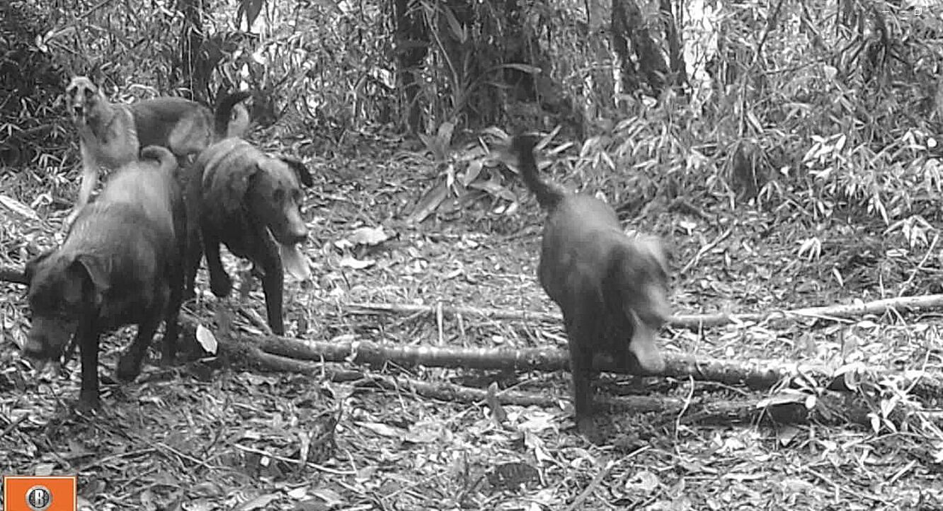 Perros abandonados amenazan la biodiversidad del Huila; esta es la razón.