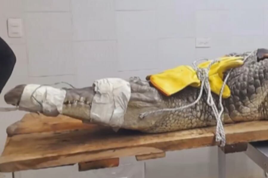 Cocodrilo hallado en Palmira