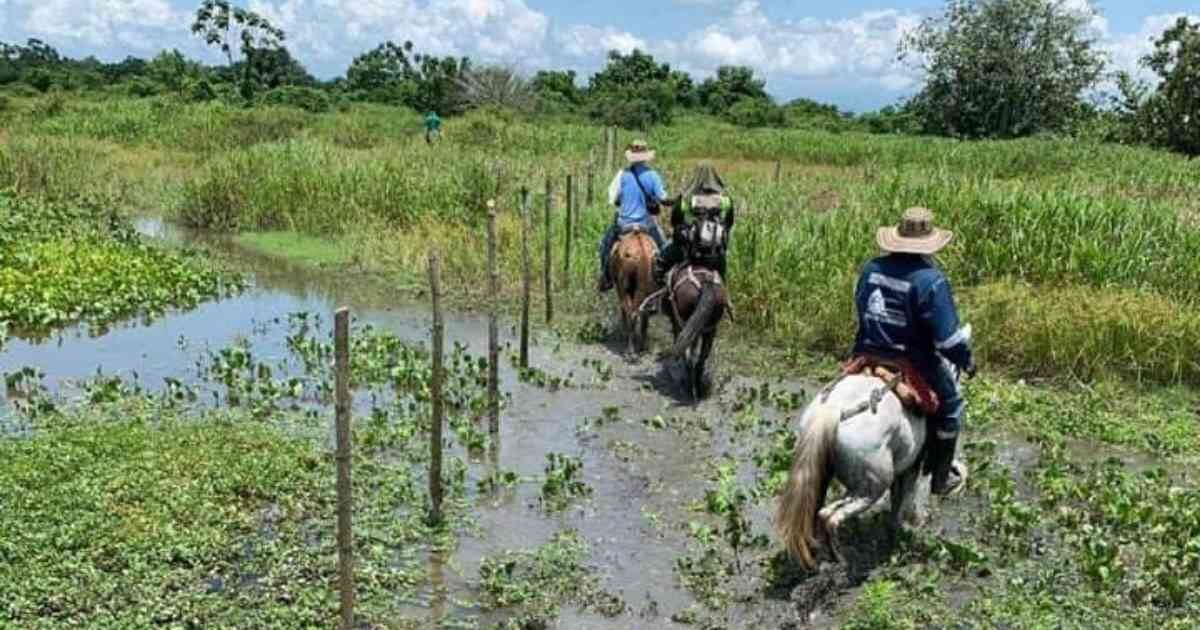 Varios propietarios de fincas han venido corriendo sus linderos hacia los humedales e instalando vallas para introducir ganado o cultivar. Foto: CAS.  