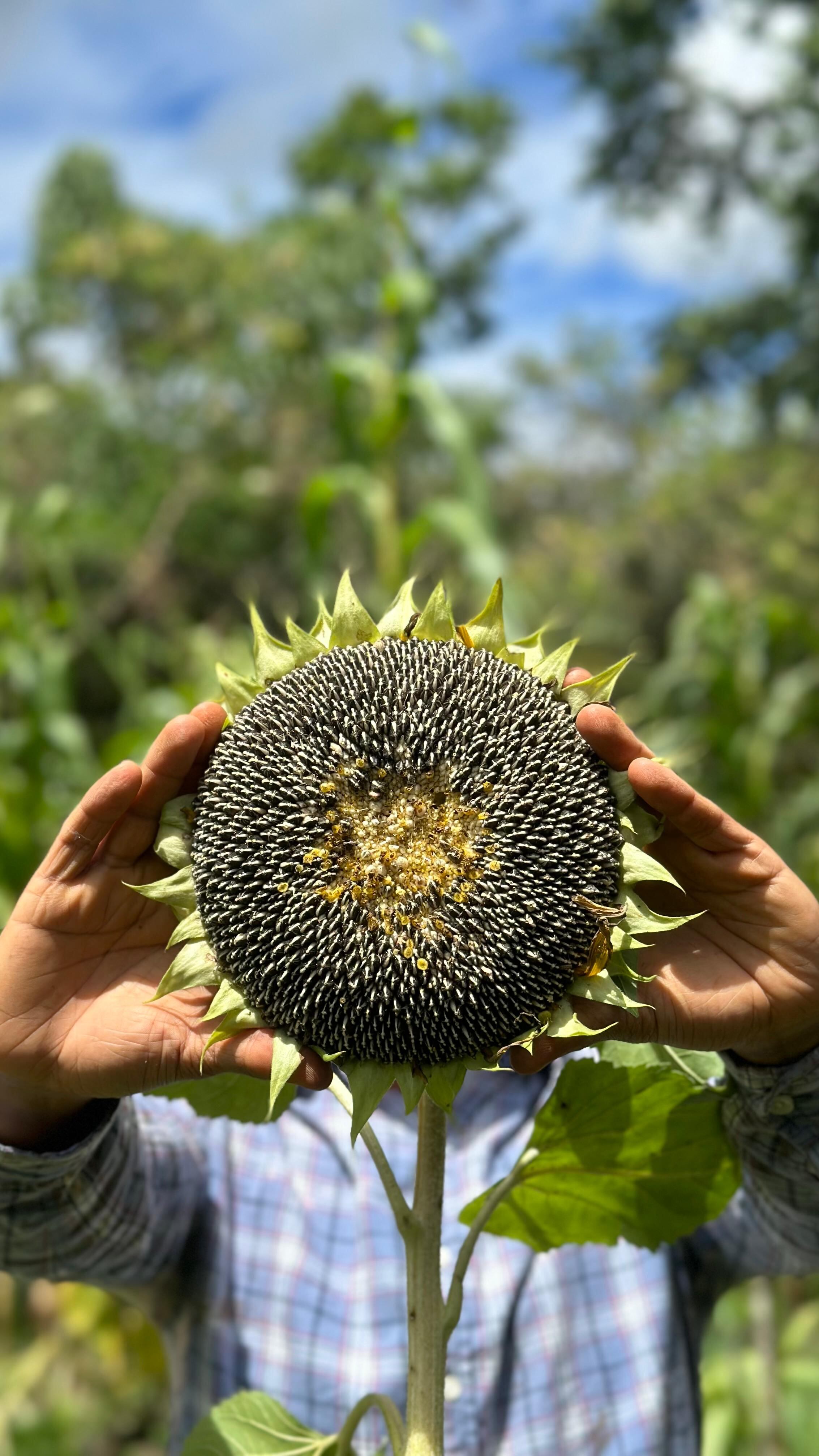 Desde la africanización de la apicultura, el número de colmenas ha crecido en un 30%, mientras que la producción de miel el 60%