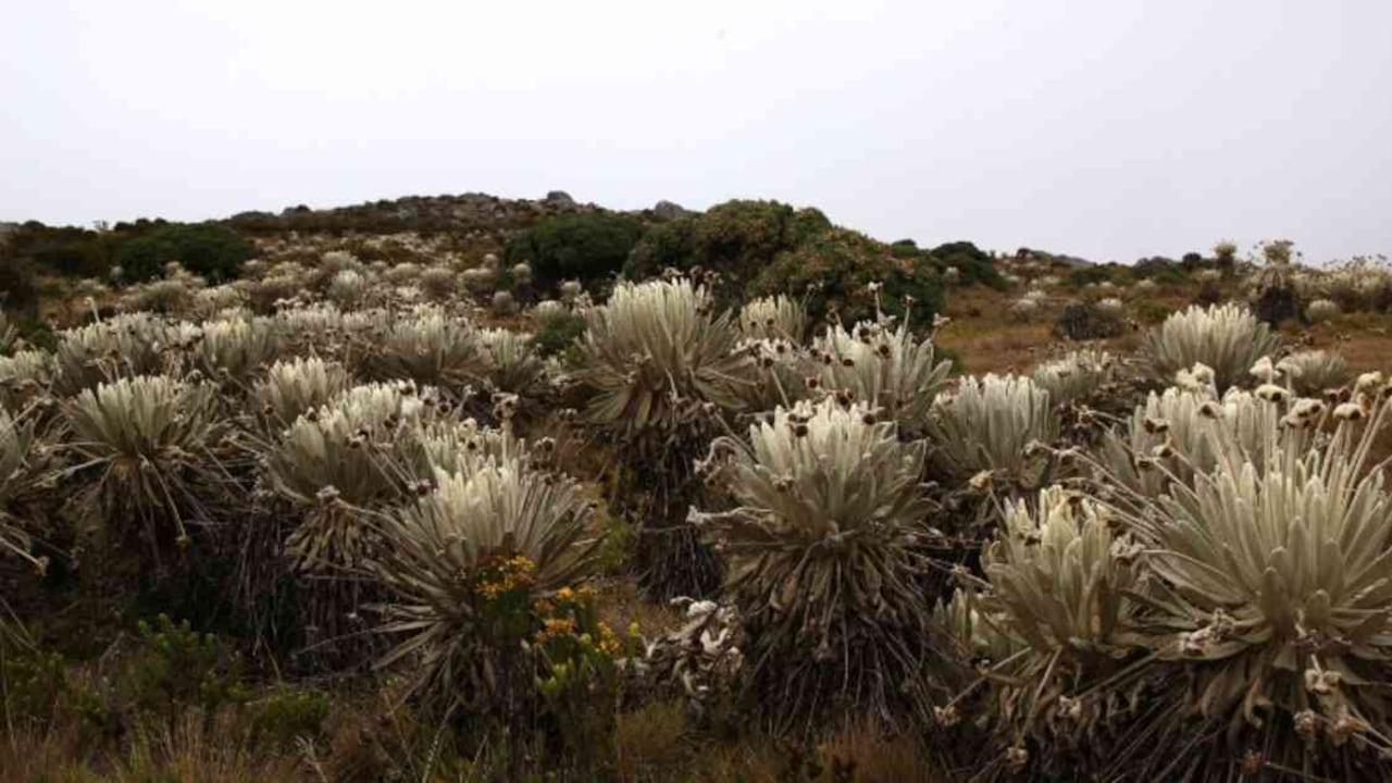El páramo de Santurbán es uno de los 36 páramos existentes en Colombia. Foto: archivo/Semana.