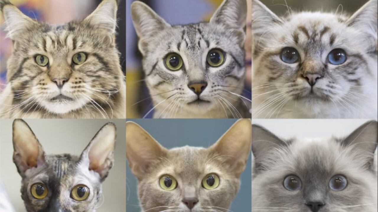 Las personalidades de los gatos dependen de la raza