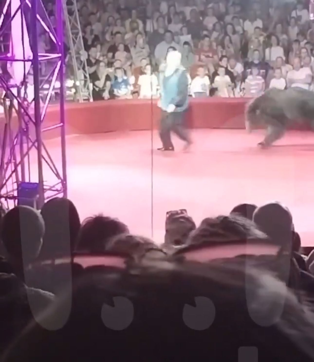 El oso persiguió a su entrenador hasta alcanzarlo para atacarlo