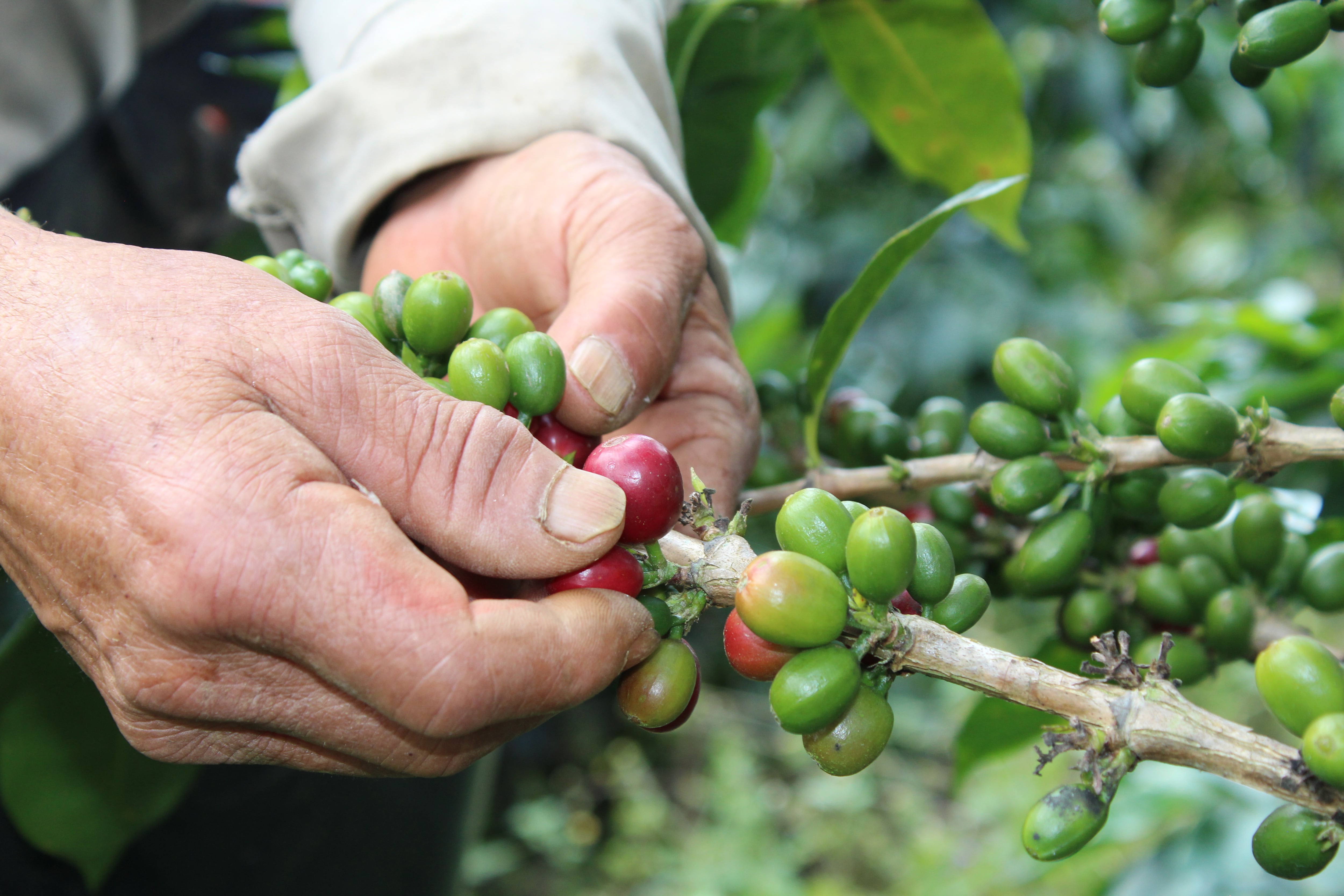 Café vallecaucano tiene un repunte económico