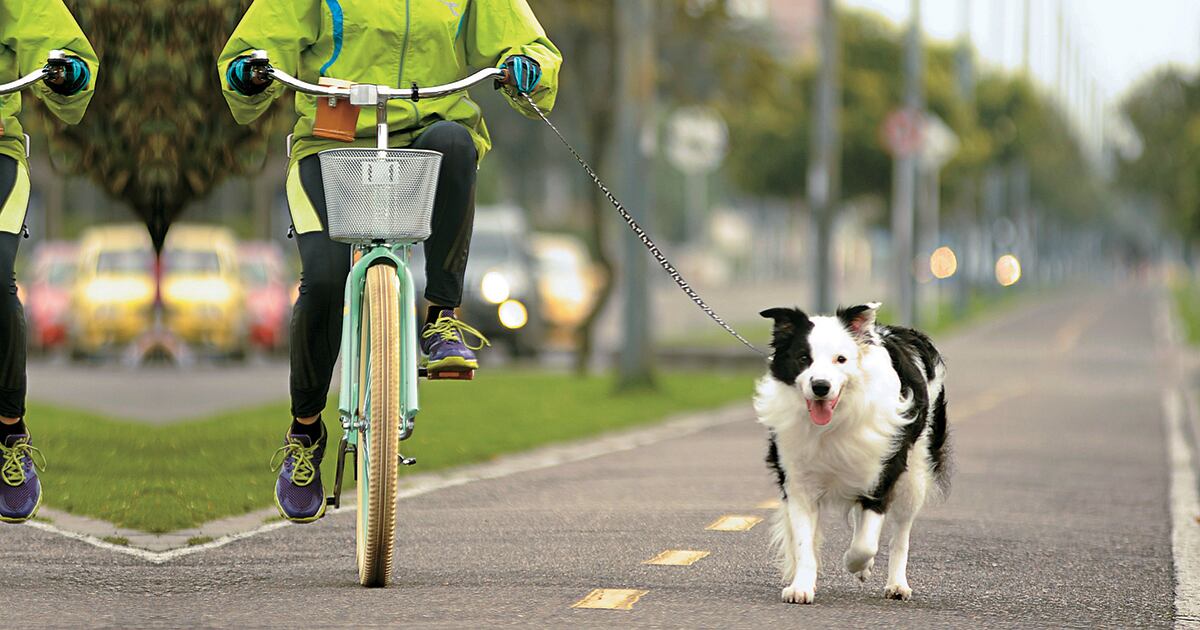 Uno de los mejores ejercicios que contribuyen de forma positiva a la salud cardiovascular es montar bicicleta. 