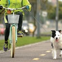 El trote al aire libre reduce el estrés y la ansiedad de tu mascota, aumenta su capacidad aeróbica y disminuye y previene la obesidad.