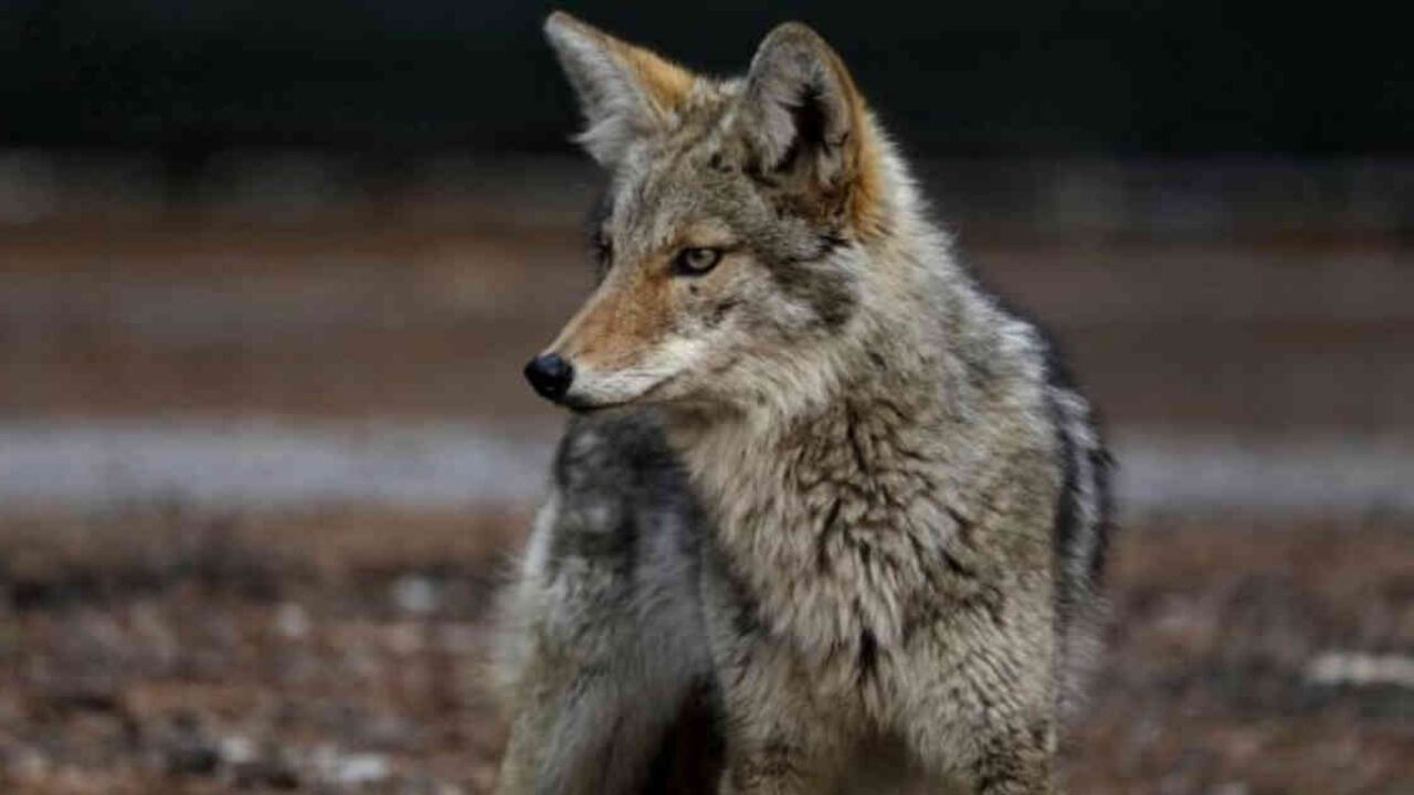 Defensores de la vida silvestre condenan que no se usen otros métodos con los animales salvajes. Foto: Getty Images vía BBC.