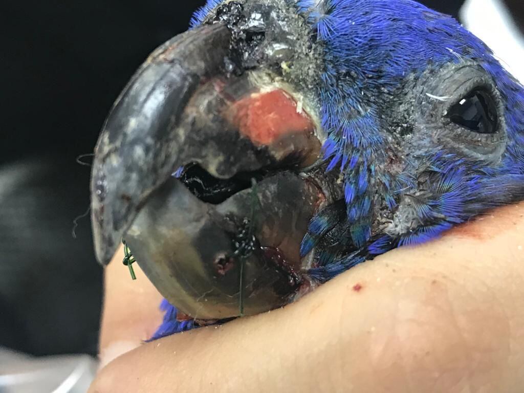 Cortolima intervino quirúrgicamente al loro.