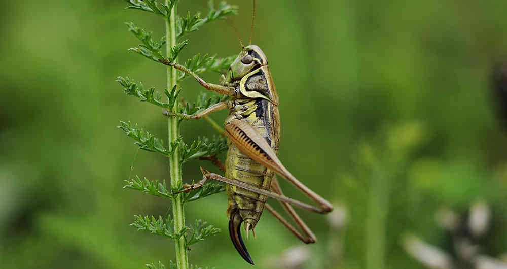 Grillos, una fuente de proteína