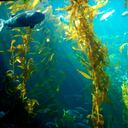 "Las macroalgas son organismos muy grandes. El huiro es probablemente el organismo marino más grande. Puede tener hasta 70 metros, es un gigante. En la mayoría de los sistemas costeros, son la base que sustenta la productividad. Ofrece hábitat, alimento y muchos de los procesos químicos que allí ocurren giran en torno a las algas”