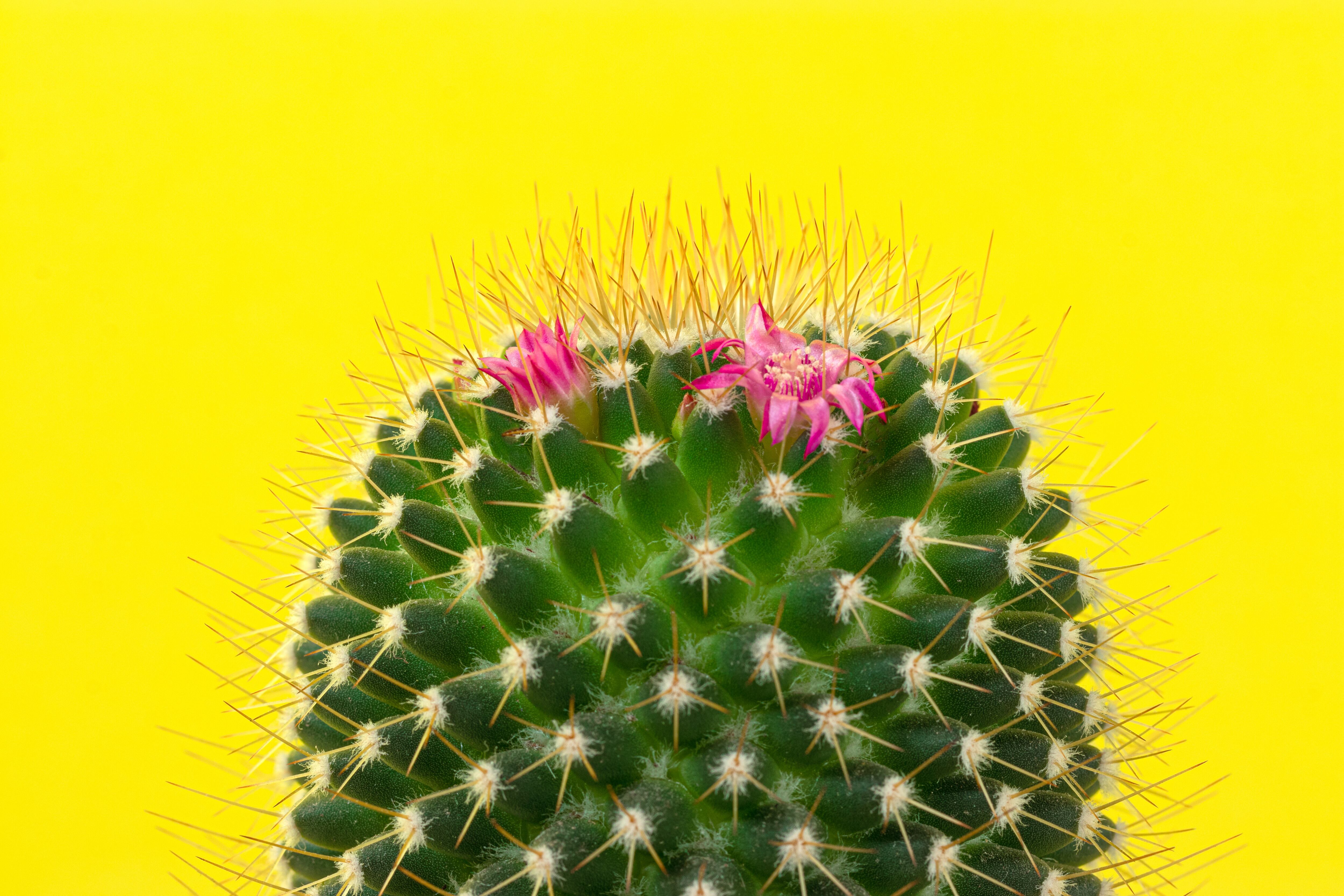 Cactus