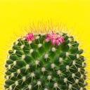 Algunos cactus tienen llamativas flores.