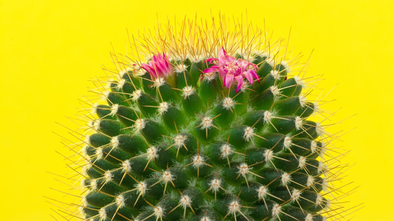 Algunos cactus tienen llamativas flores.