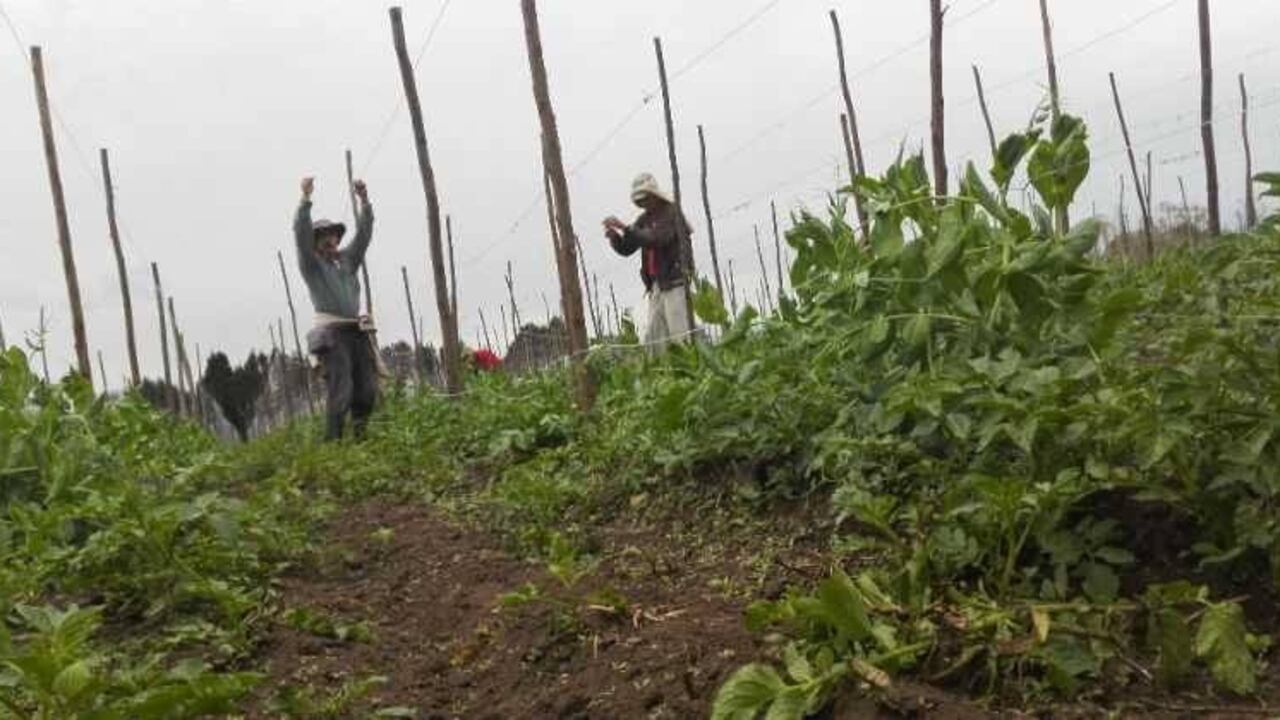 El extractivismo es la raíz de la alta desigualdad del reparto de la tierra.