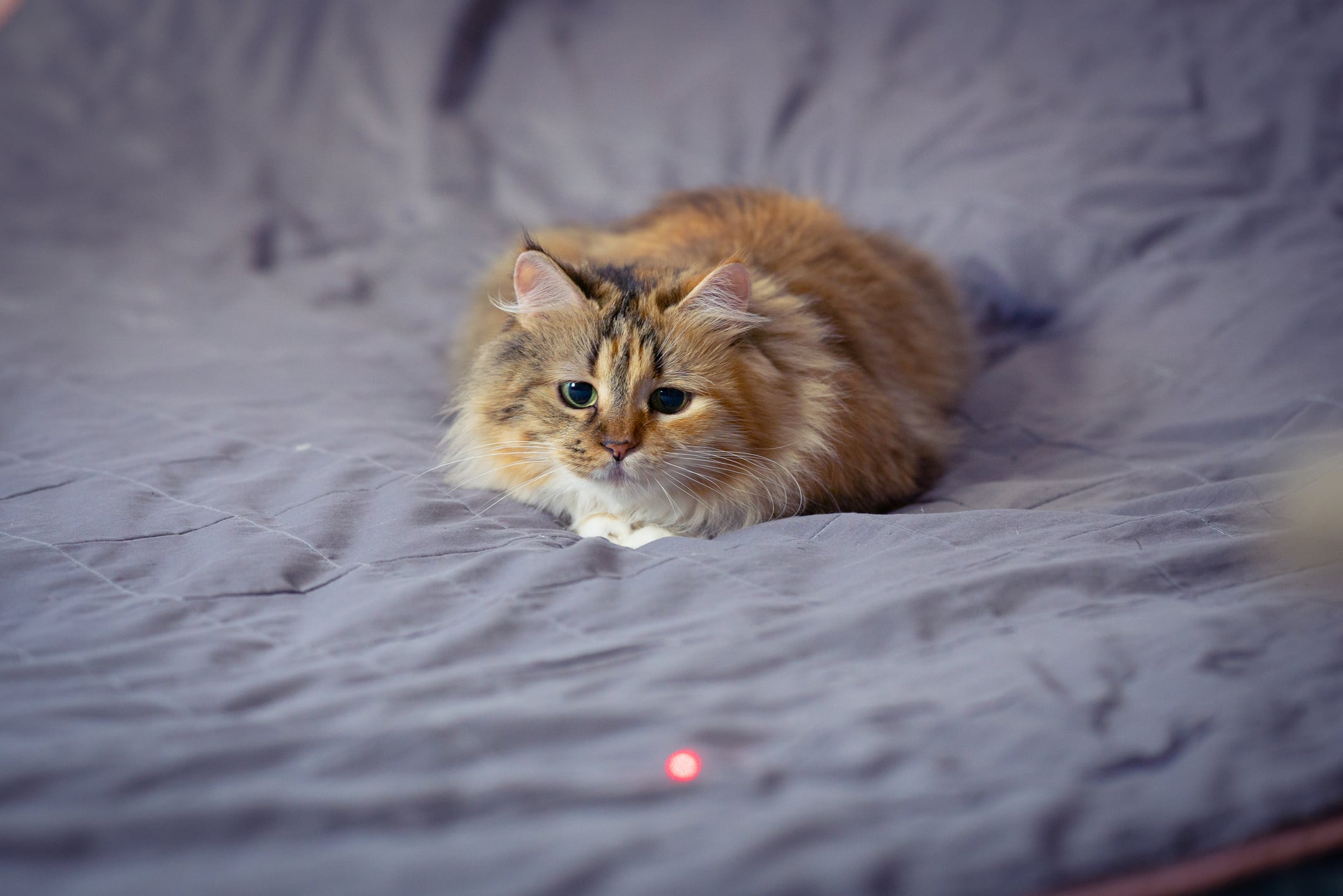 La falta de una recompensa final podría derivar en ansiedad y problemas de conducta.