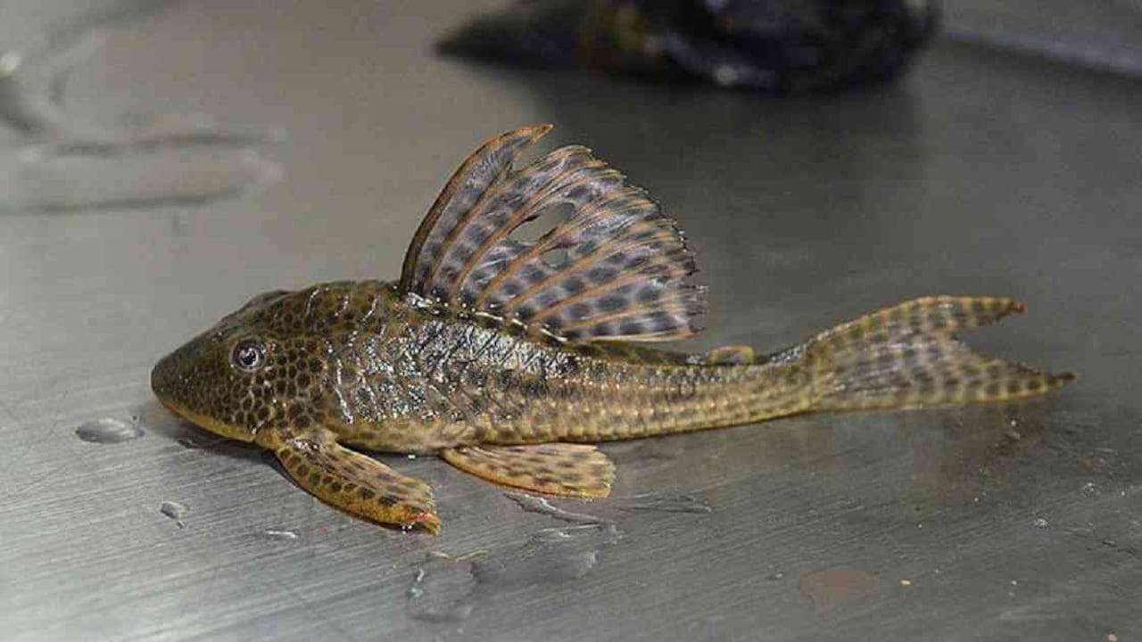 Estudio de profesora de la Universidad Nacional, sede Palmira, indica que en la Reserva Natural Yotoco hay 25 especies de peces. Foto: Unimedios