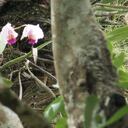 Orquídea especie en vía extinción fue hallada en el Valle del Cauca.