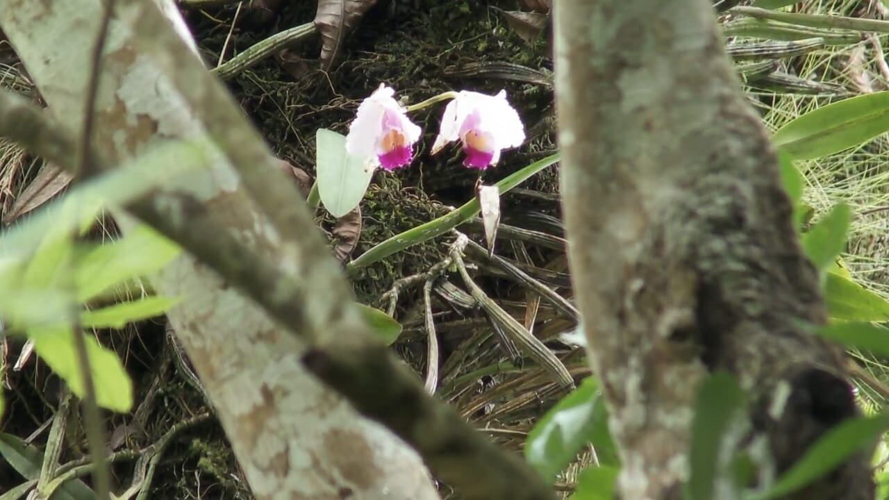 Orquídea especie en vía extinción fue hallada en el Valle del Cauca.