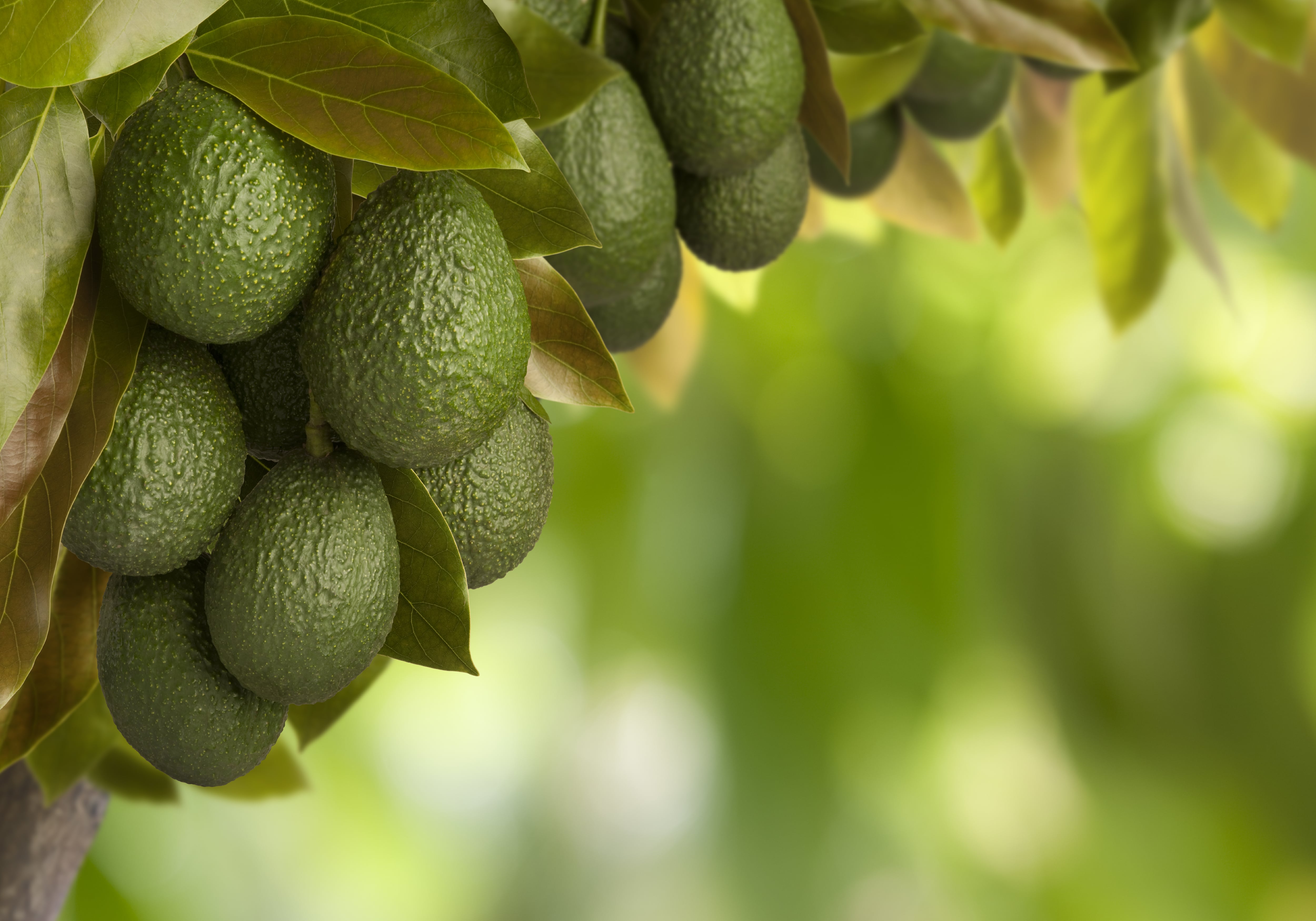 Un hallazgo científico explica por qué el aguacate necesita dos tipos de árboles para reproducirse.