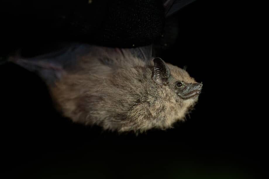 Saccopteryx antioquensis