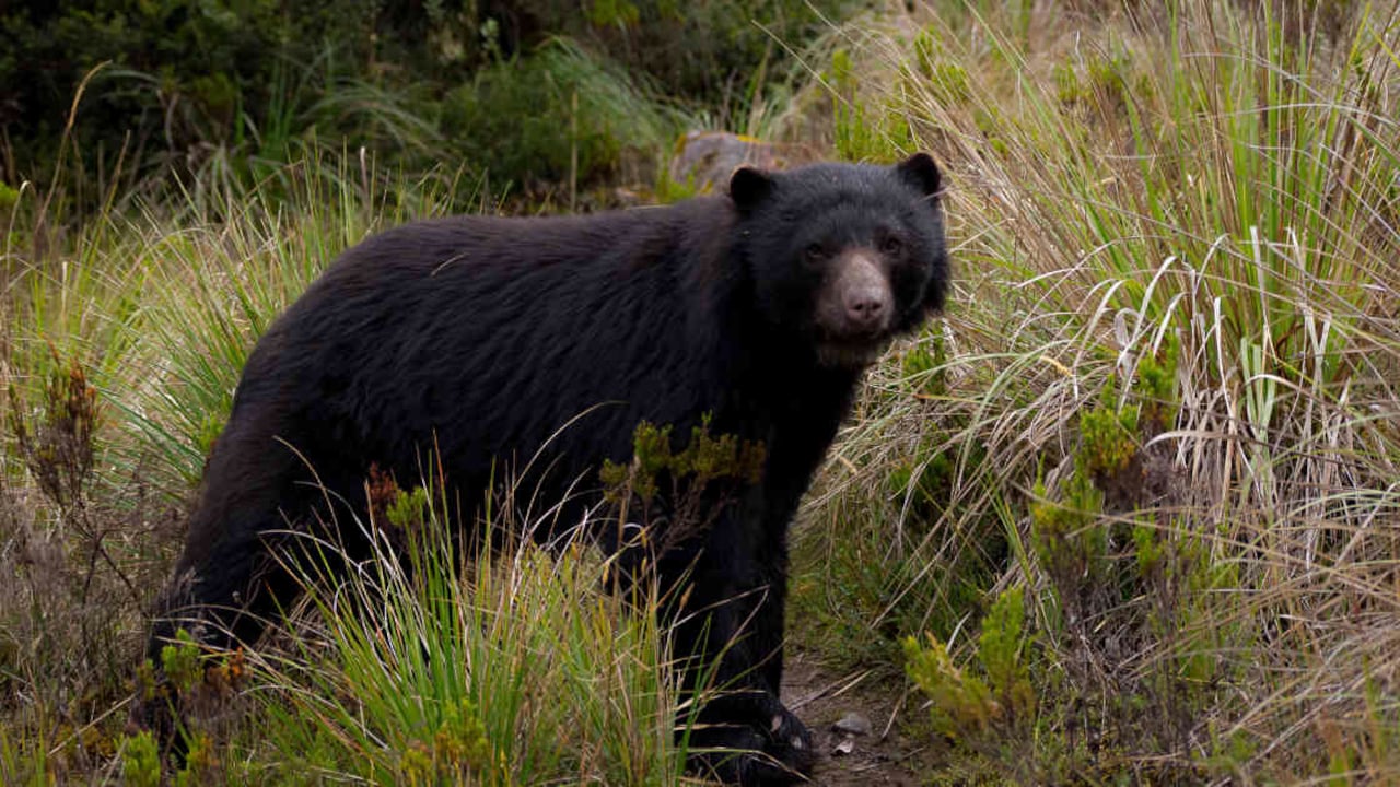 El oso andino o de anteojos cubre un área aproximada de 260.000 km². Foto: Cortesía PNN