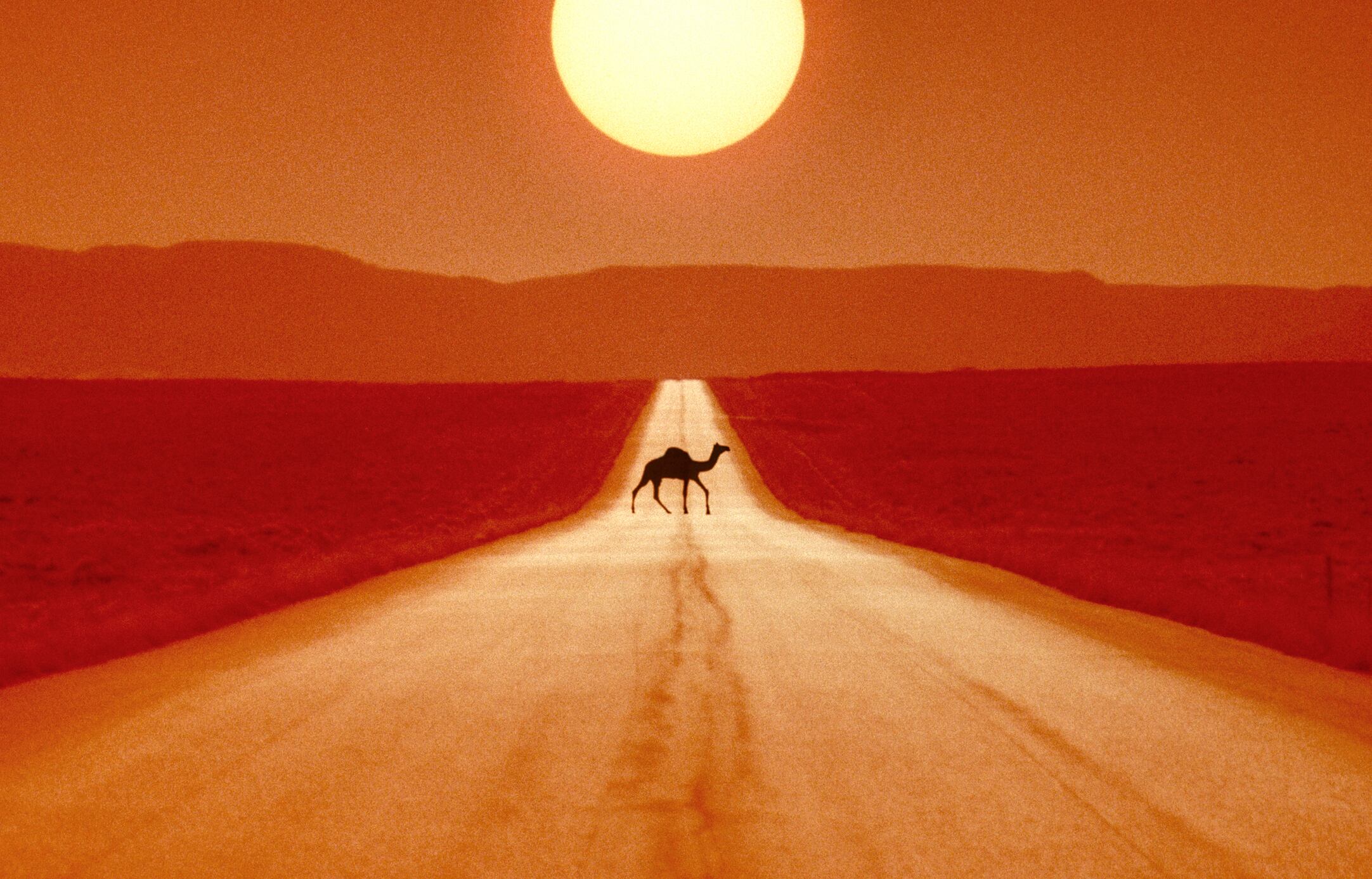 Un estudio revela que la reconfiguración de los continentes podría provocar una extinción masiva.