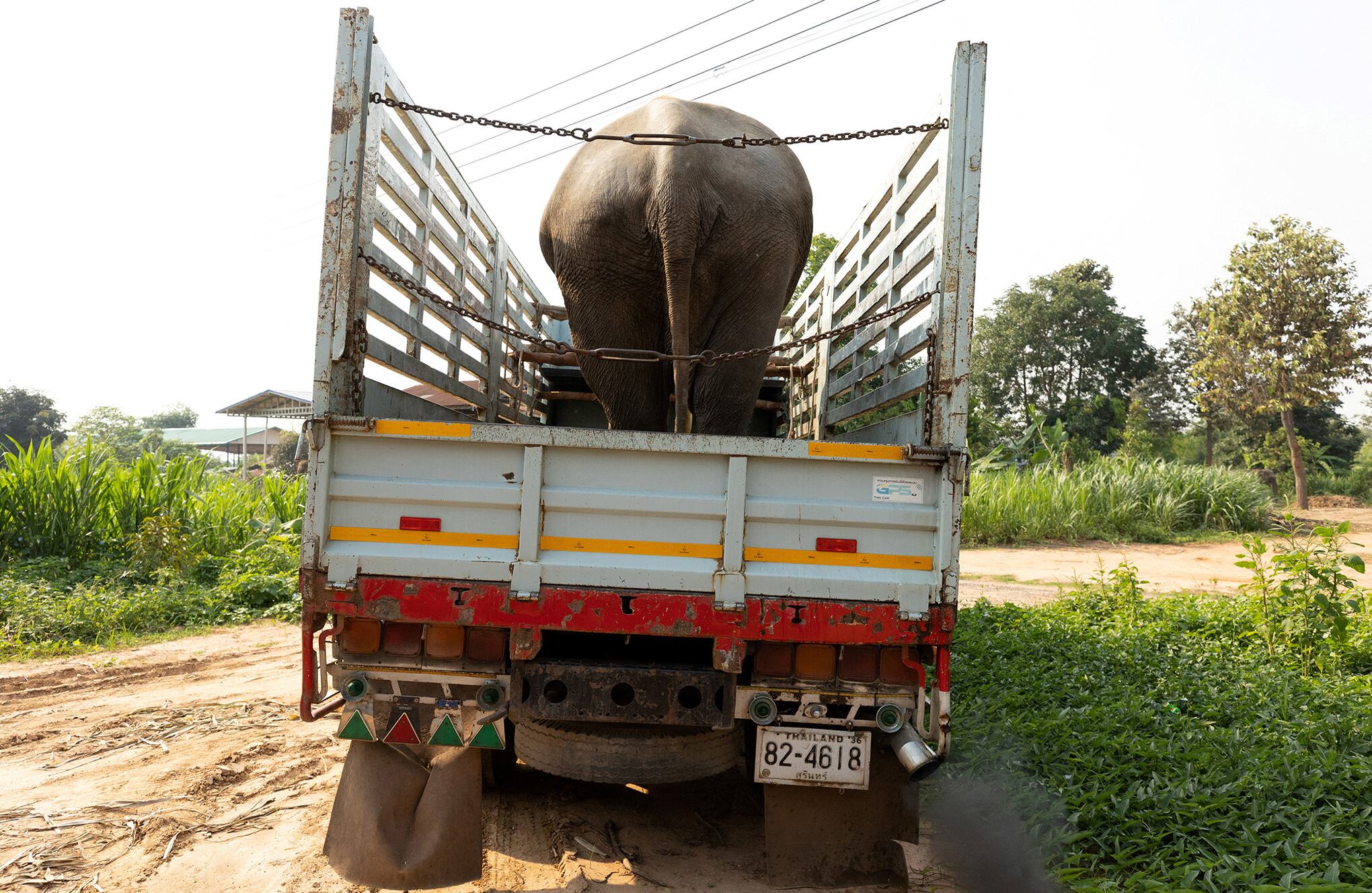 En imágenes: Por medio de Streaming se tratan de sobrevivir los elefantes sin trabajo de Tailandia en crisis