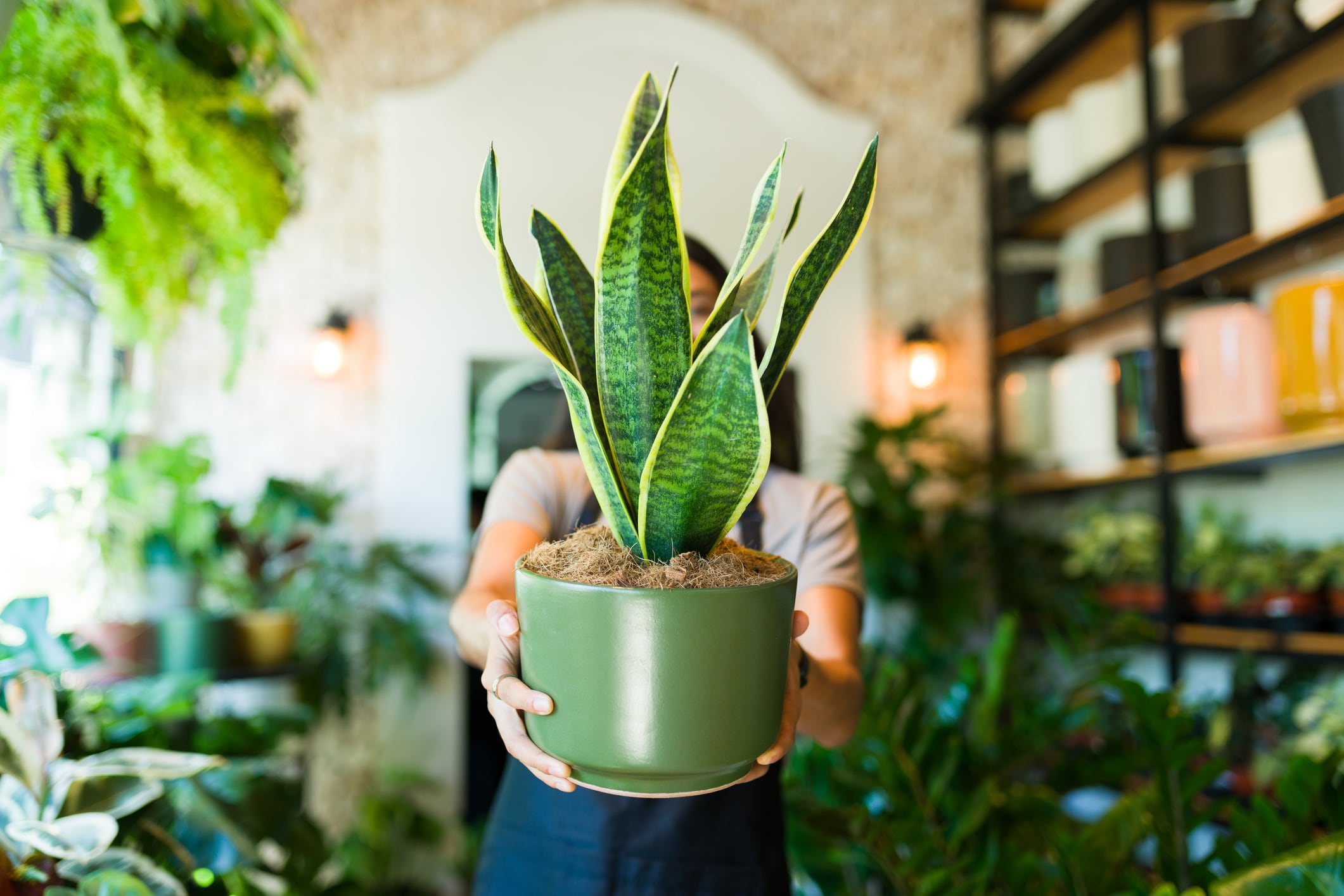 Primer plano de un trabajador de un vivero sosteniendo una planta en maceta mientras está de pie en una tienda de plantas