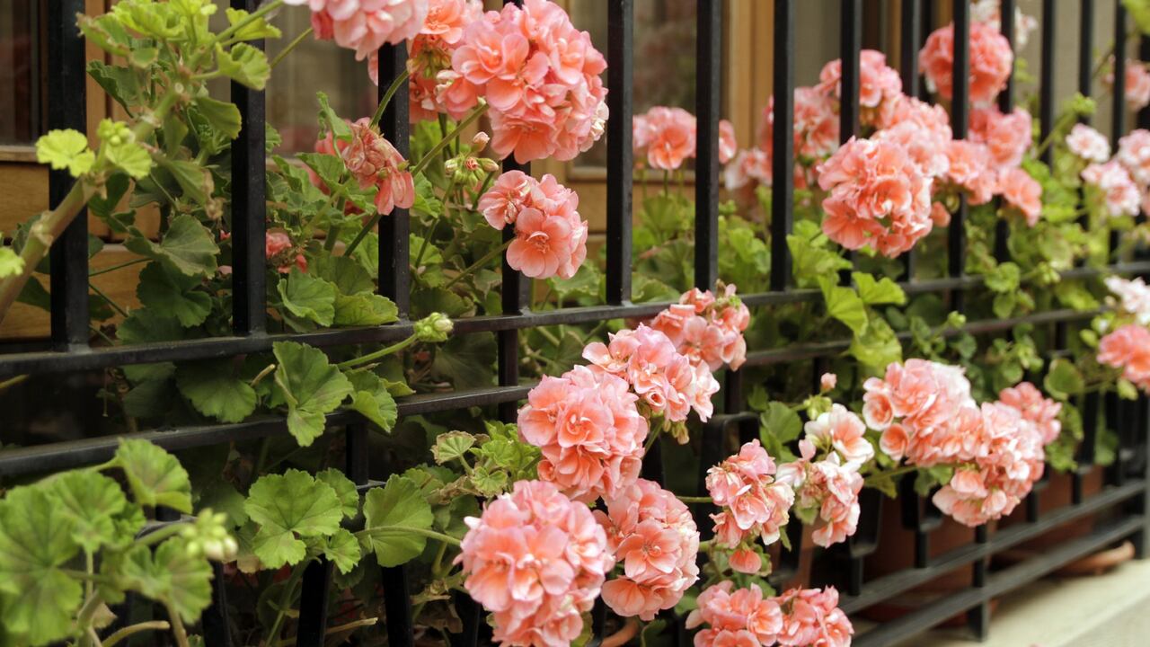 Los geranios es mejor que estén en el jardín y no dentro de la casa.