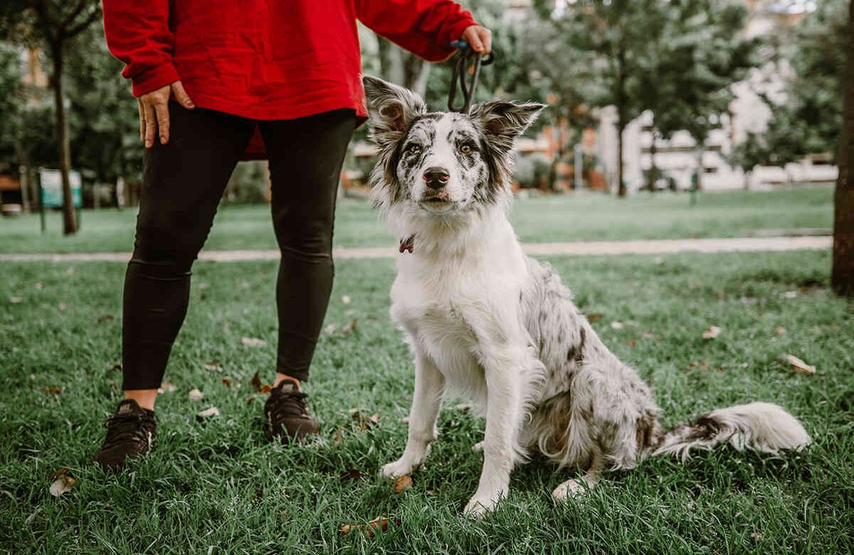 Soy Quechua y tengo 9 meses. Soy una border collie. Saco a mi dueña, Celia, a las 7:30 a.m. Duermo en el guacal, así que tengo que llorar un poco para que vayamos al parque con puntualidad todos los días. Luego de esto, salgo dos veces más en la tarde. Karen Salamanca-SEMANA
