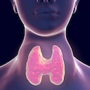 La tiroides es una pequeña glándula que está situada en la parte delantera y tiene como función la producción de hormonas tomando el yodo del torrente sanguíneo.