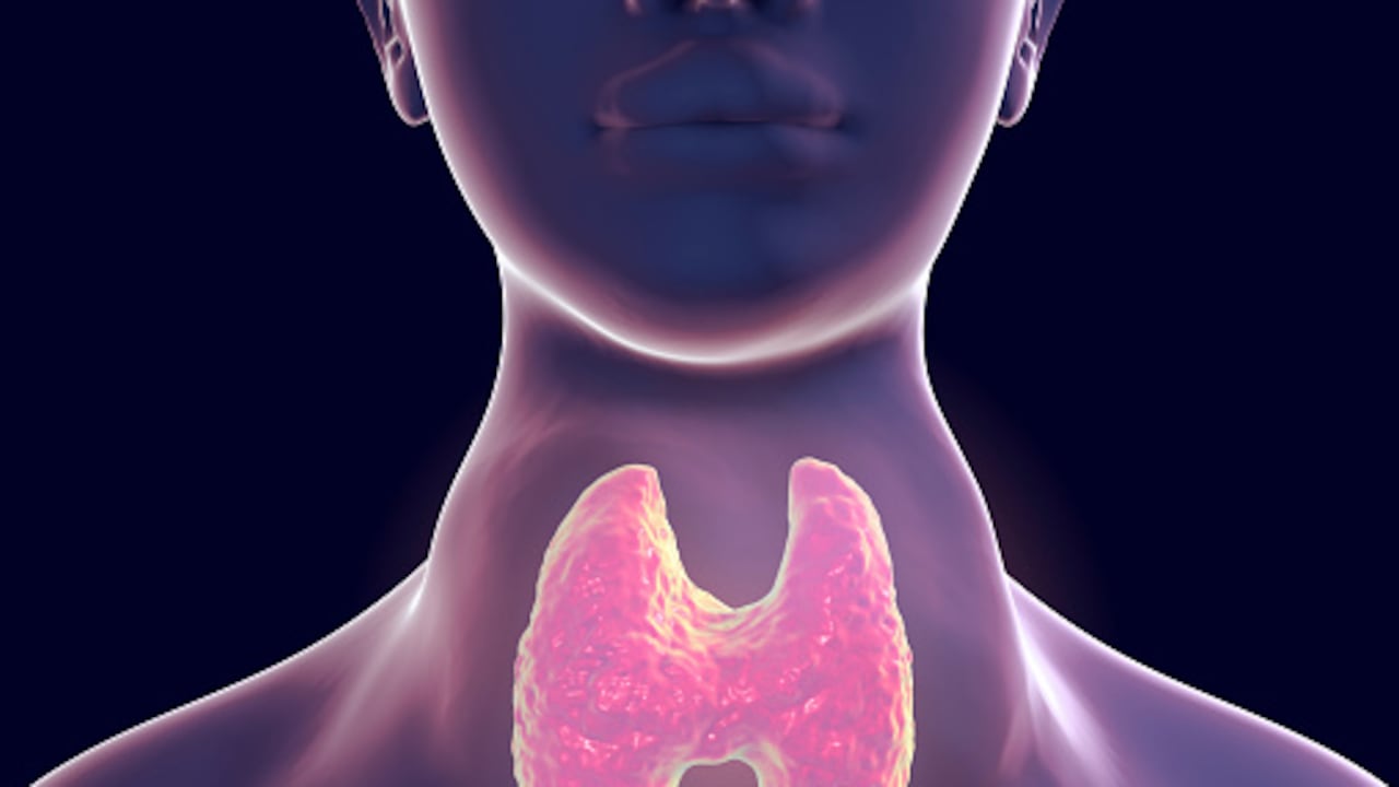 La tiroides es una pequeña glándula que está situada en la parte delantera y tiene como función la producción de hormonas tomando el yodo del torrente sanguíneo.