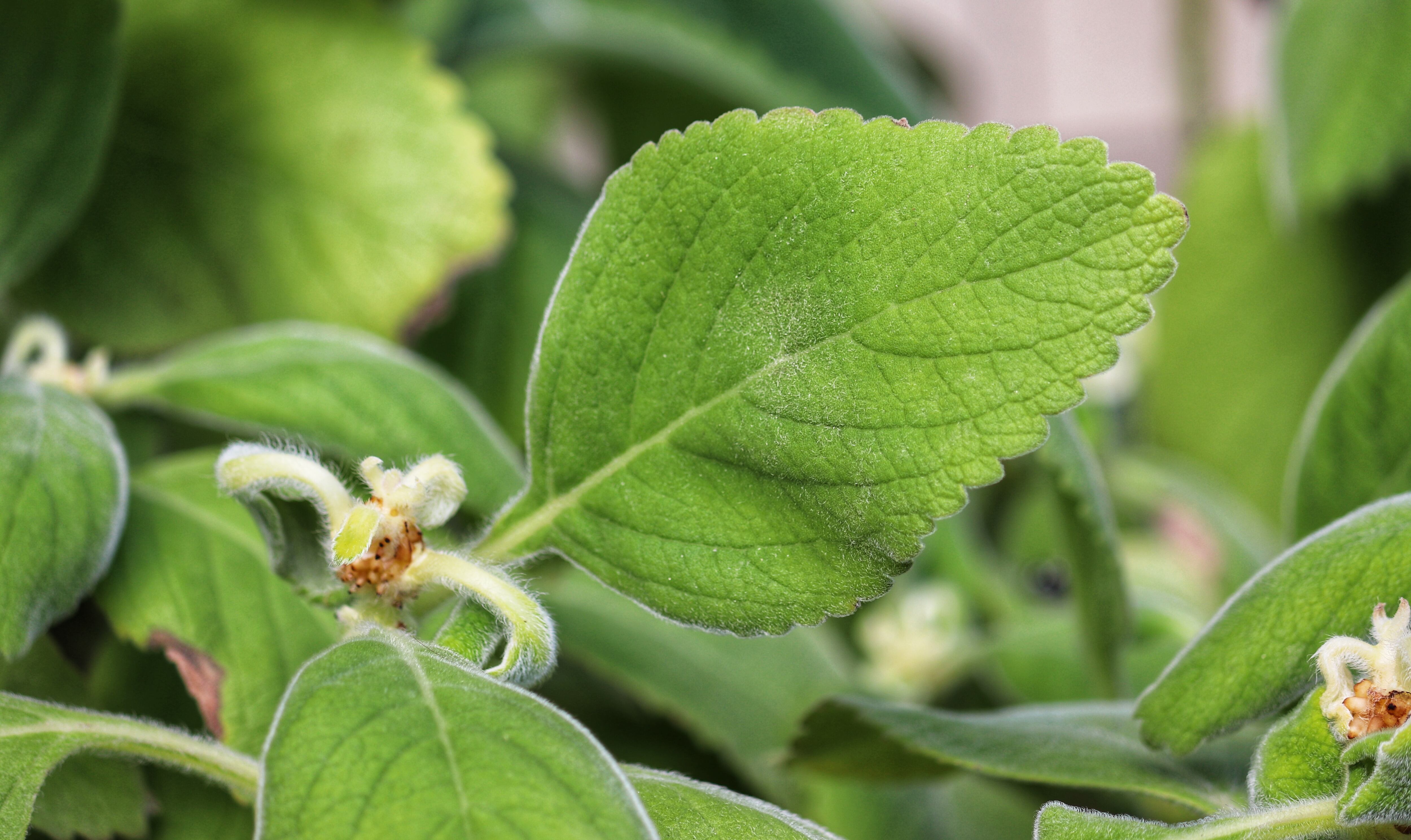 El boldo tiene propiedades antioxidantes.