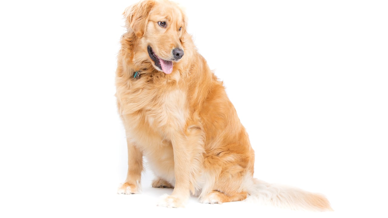 Perro con sobrepeso.