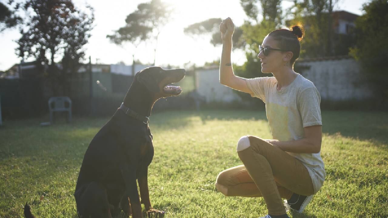 El número de palabras aprendidas puede superar las 200 en algunos casos.