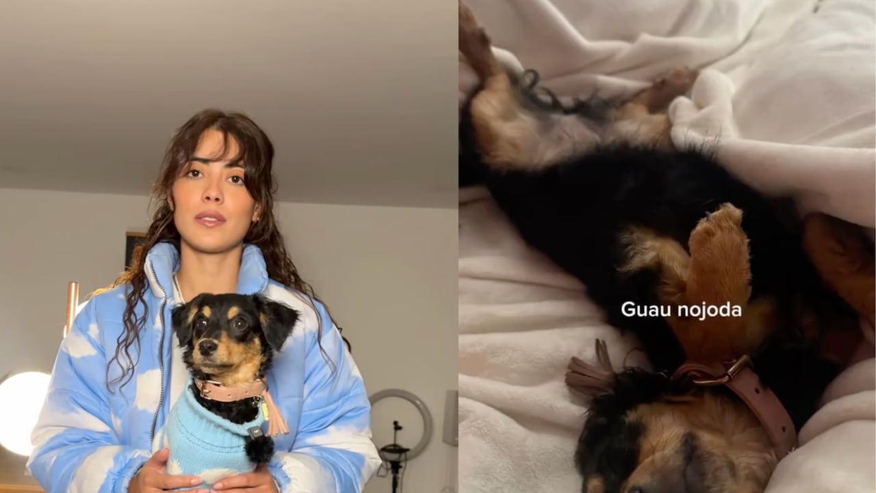 Dulce María, la perrita que solo responde si le hablan en costeño.