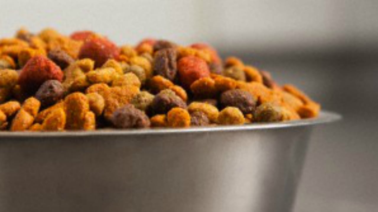 De acuerdo con los datos de B&Optimos y Fenalco, 10 millones de perros y 4 millones de gatos domésticos son alimentados diariamente con concentrados.