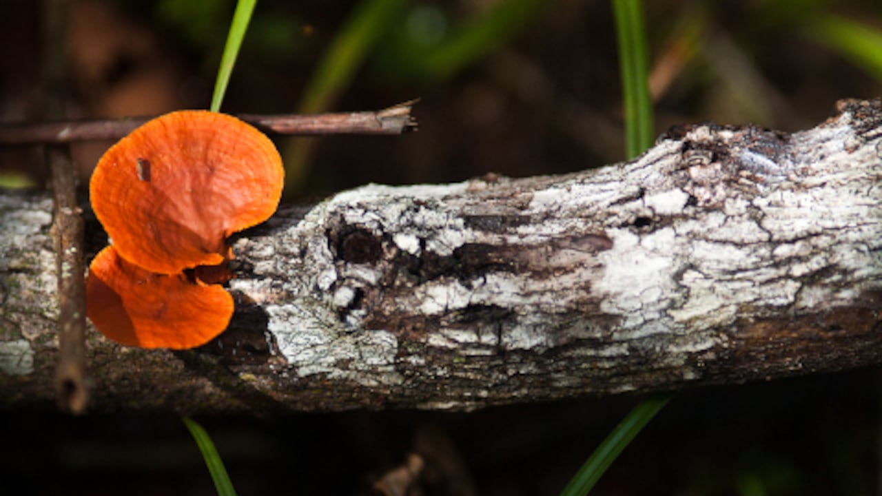 El 99 por ciento de criaturas que alguna vez han vivido en la tierra, han dejado de existir por factores climáticos y su relación con el resto de pobladores