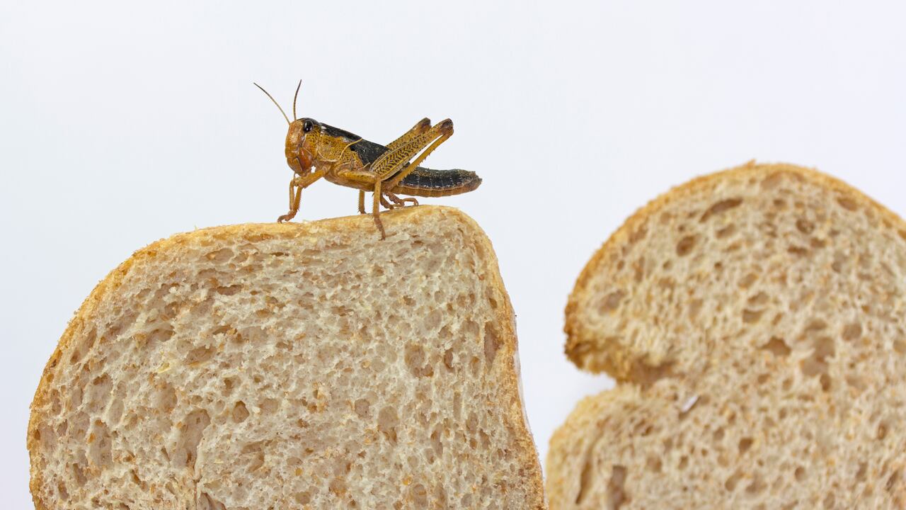 Las cucarachas son uno de los insectos más detestados en los hogares y particularmente en las cocinas.