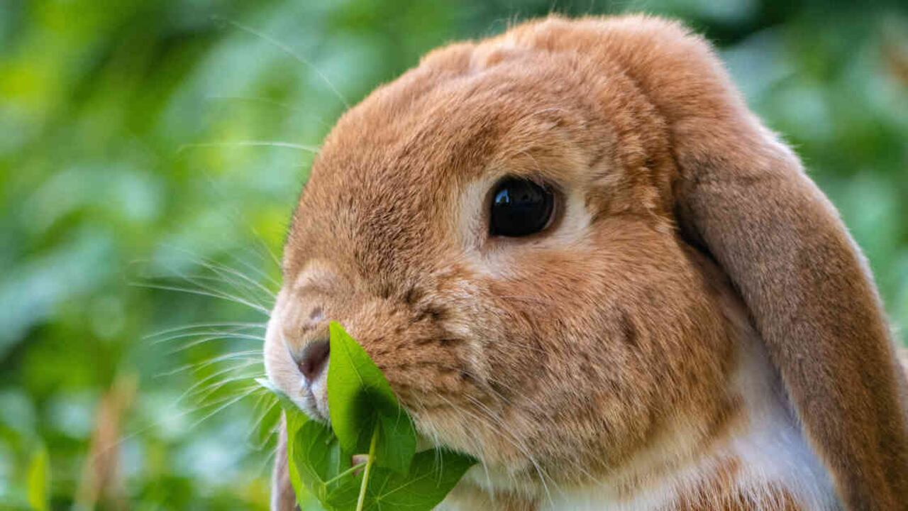 Los conejos, ratones, micos y perros son los más usados por la industria para realizar el testeo de sus productos. Foto: Pixabay.