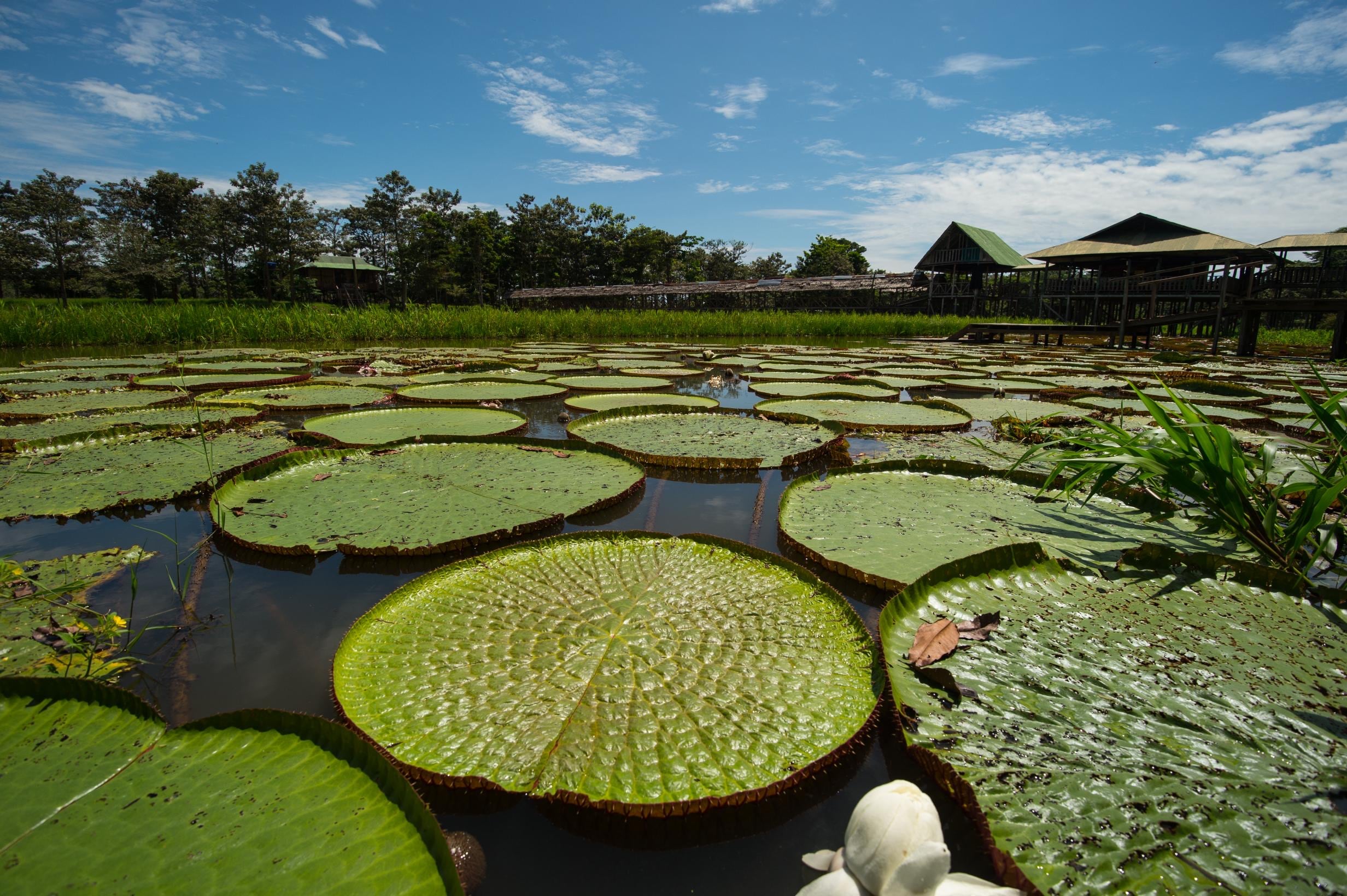Gobernación del Amazonas