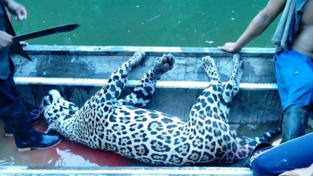 Organizaciones defensoras de animales y simples ciudadanos compartieron mensajes de rechazo por lo que, al menos por las fotos, es a todas luces una caza ilegal.