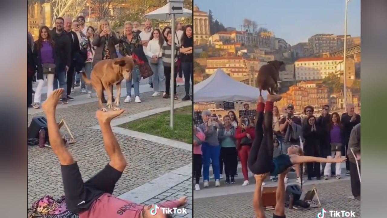 Los asistentes al show aplaudieron la actuación del perrito.