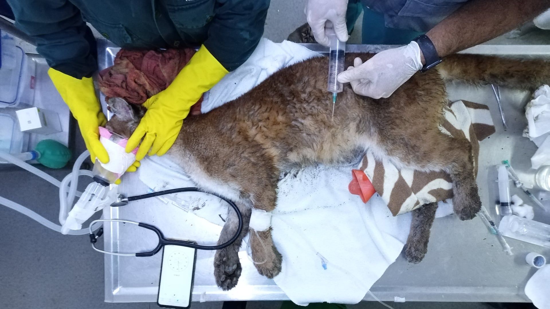 La historia de este puma ha servido para recordar la importancia de la protección y conservación de la fauna silvestre.