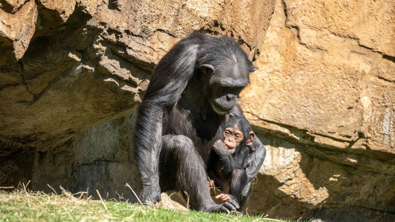 Una chimpancé del Bioparc de Valencia sigue de luto por la muerte de su bebé, tres meses después, al llevar su cuerpo en brazos.