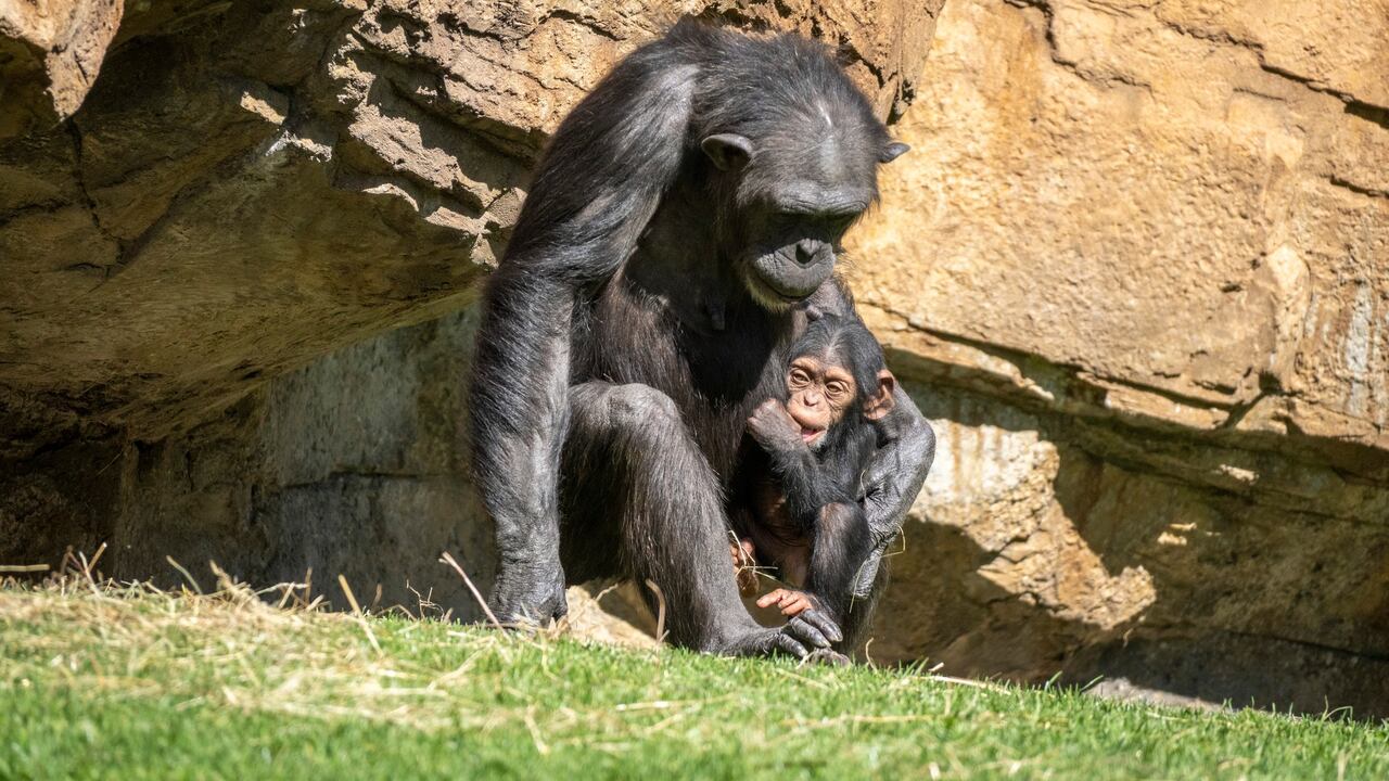 Una chimpancé del Bioparc de Valencia sigue de luto por la muerte de su bebé, tres meses después, al llevar su cuerpo en brazos.