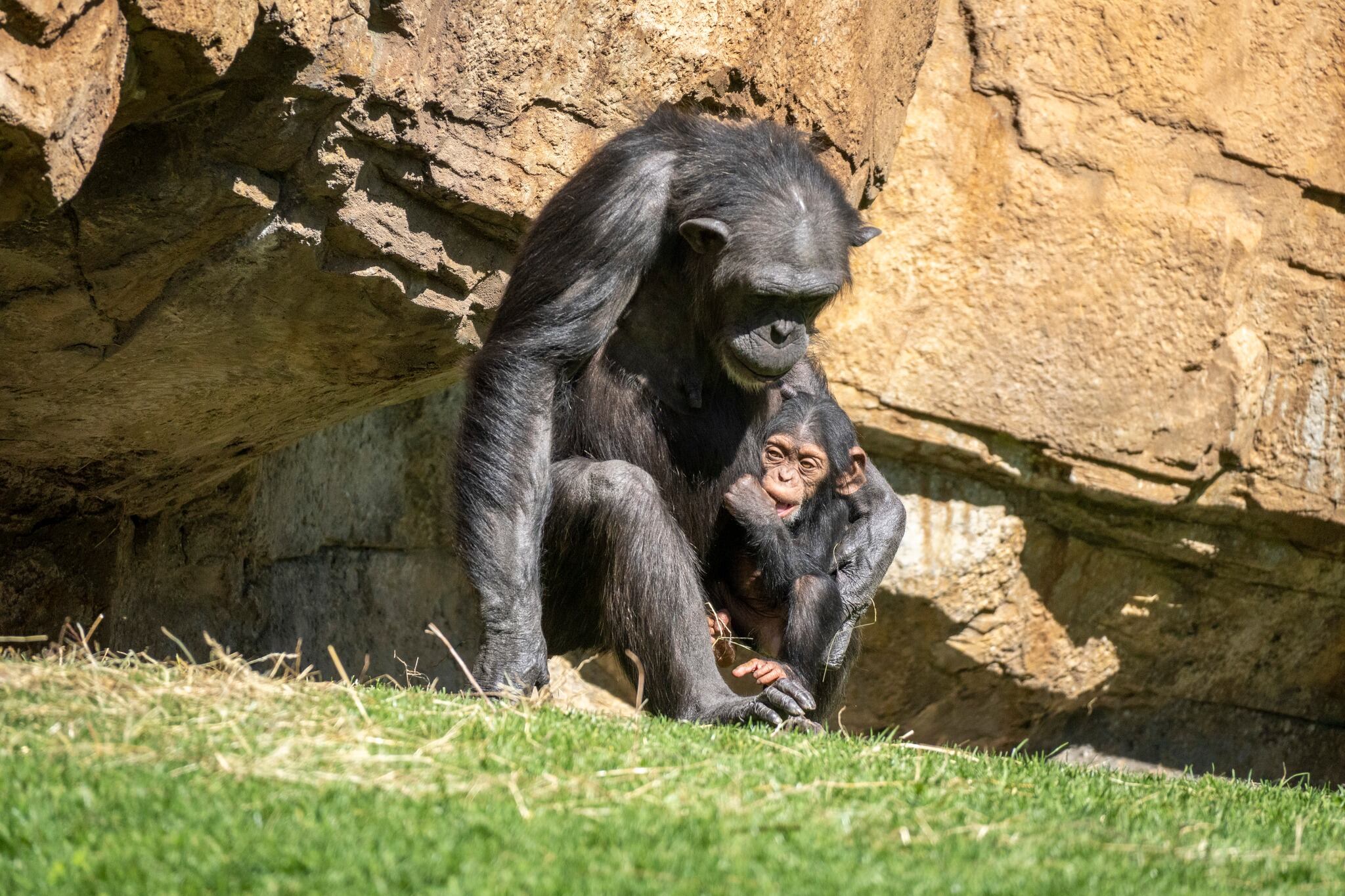 Una chimpancé del Bioparc de Valencia sigue de luto por la muerte de su bebé, tres meses después, al llevar su cuerpo en brazos.