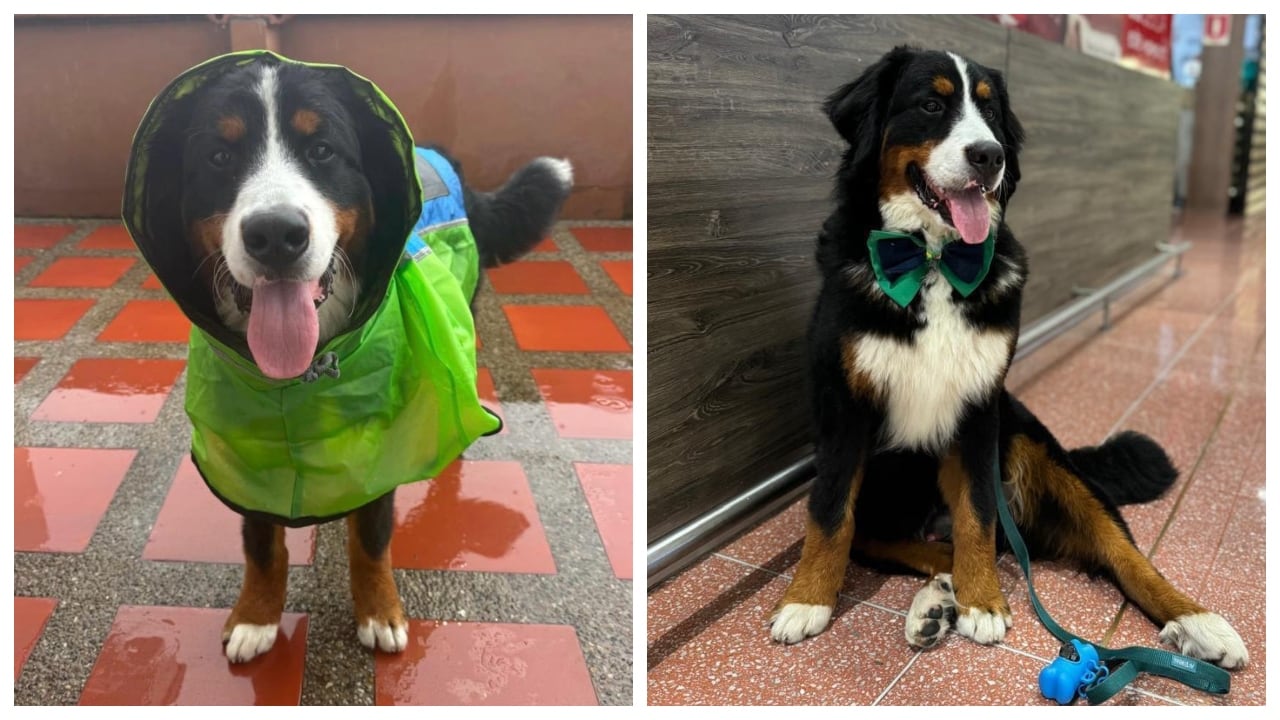 Perro usando impermeable y corbatín.